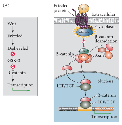 wnt signaling pathway